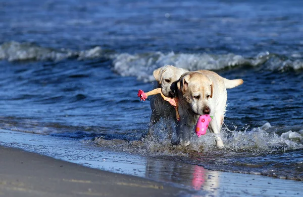 Two Adorable Sweet Yellow Labradors Playing Seashore Summer — Stockfoto