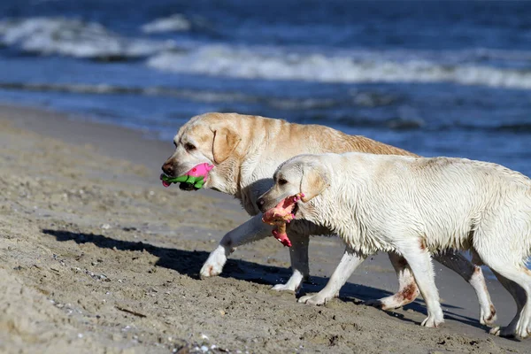 Two Adorable Nice Yellow Labradors Playing Seashore Summer — Stock Photo, Image