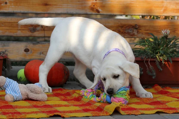 Sonbaharda Parkta Oynayan Sarı Bir Labrador Köpeği Harika — Stok fotoğraf