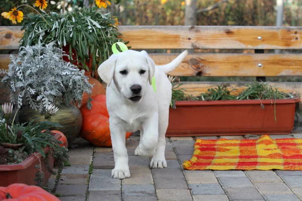 Chiot Labrador Jaune Doux Jouant Parc Automne Incroyable — Photo