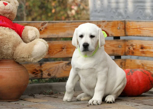 Der Gelbe Labrador Welpe Spielt Herbst Park — Stockfoto