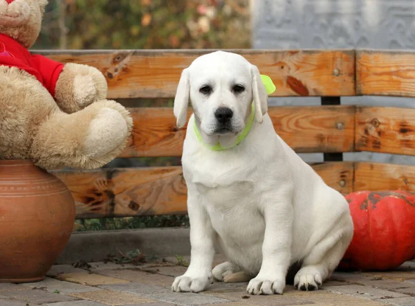 Mooie Gele Labrador Puppy Spelen Het Park Herfst Geweldig — Stockfoto
