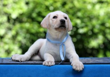 Mavi arka plandaki sarı labrador köpek yavrusu.