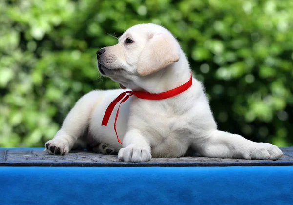 Filhote Cachorro Labrador Amarelo Retrato Fundo Azul — Fotografia de Stock