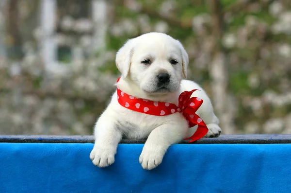 Bom Cachorro Labrador Amarelo Fundo Azul Retrato — Fotografia de Stock