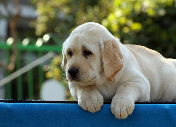 Mavi Arka Plan Portresindeki Tatlı Sarı Labrador Köpek Yavrusu — Stok fotoğraf