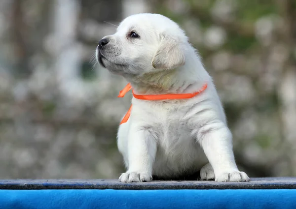 Fin Gul Labrador Valp Blå Bakgrund Porträtt — Stockfoto