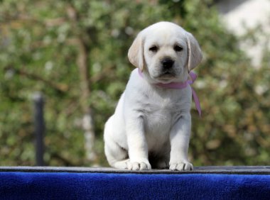 Mavi arka planda şirin sarı labrador bir köpek yavrusu.