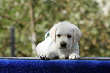 Mavi arka plan portresindeki tatlı sarı labrador köpek yavrusu.