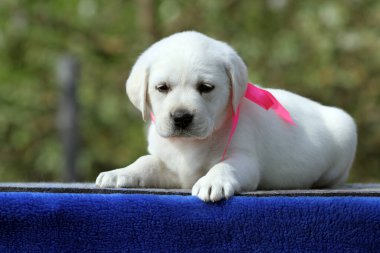 Güzel sarı labrador köpeği sonbaharda parkta oynuyor. Harika.