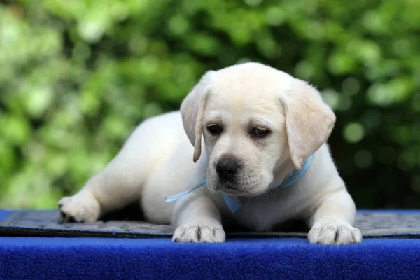 Gul Labrador Valp Blå Bakgrund Porträtt — Stockfoto