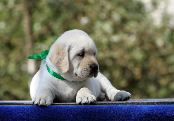 Mavi Arka Plan Portresindeki Sarı Labrador Köpek Yavrusu — Stok fotoğraf