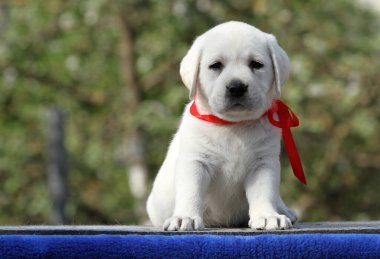 Güzel sarı labrador köpeği sonbaharda parkta oynuyor. Harika.