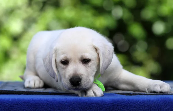 Mavi Arka Planda Sarı Bir Labrador Köpeği — Stok fotoğraf