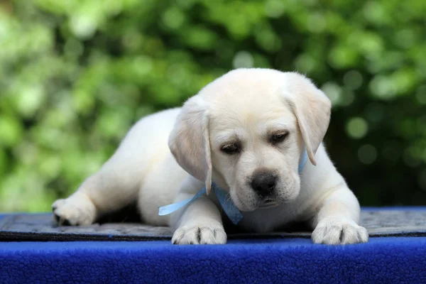 Žluté Labrador Štěně Modrém Pozadí — Stock fotografie