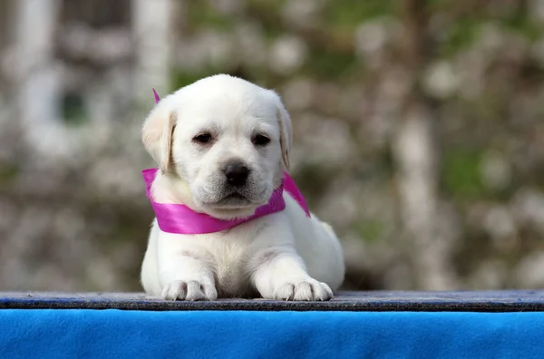 Bel Cucciolo Labrador Giallo Sul Ritratto Sfondo Blu — Foto Stock