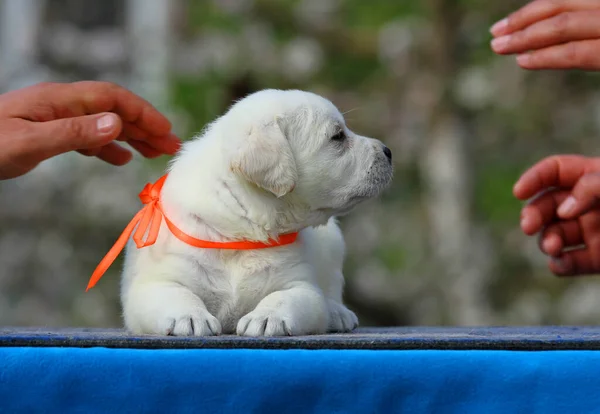 Nice Yellow Labrador Puppy Blue Background Portrait — Stock Photo, Image