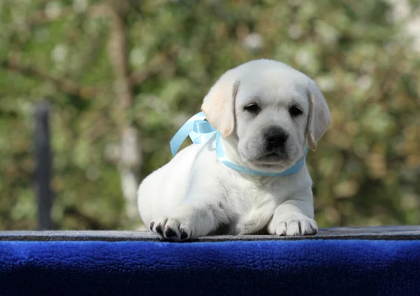 Sweet Nice Yellow Labrador Puppy Blue Background Portrait — Stock Photo, Image