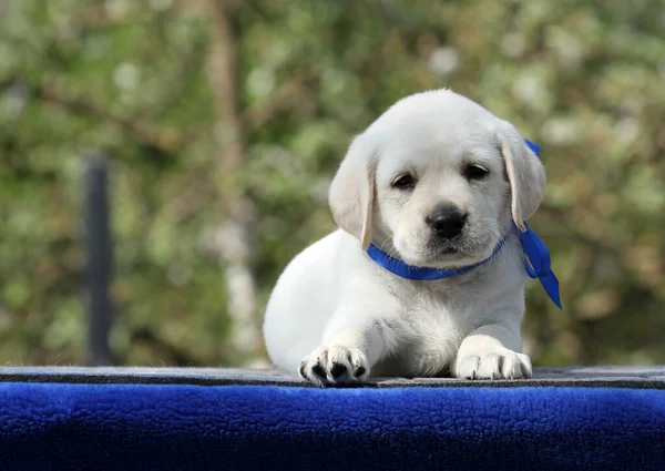 Doce Cachorrinho Labrador Amarelo Agradável Retrato Fundo Azul — Fotografia de Stock