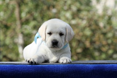 Mavi arka plandaki sarı labrador köpek yavrusu.