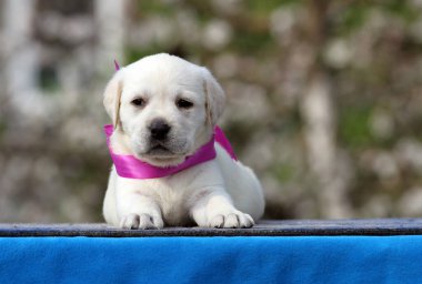 Mavi arkaplan portresindeki sarı labrador köpek yavrusu.
