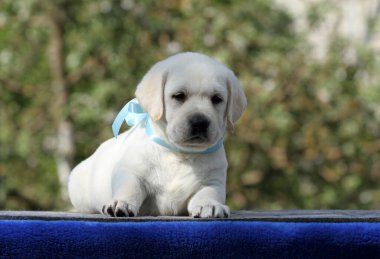 Güzel sarı labrador köpeği sonbaharda parkta oynuyor.