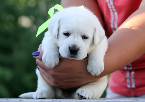 Beau Chiot Labrador Jaune Sur Fond Bleu Portrait — Photo