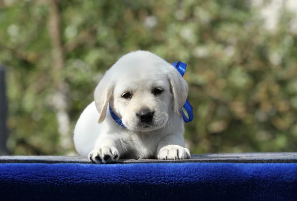 Mavi Arka Plan Portresindeki Tatlı Sarı Labrador Köpek Yavrusu — Stok fotoğraf