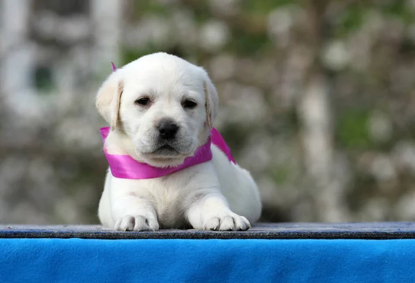 Żółty Szczeniak Labrador Niebieskim Tle Portret — Zdjęcie stockowe