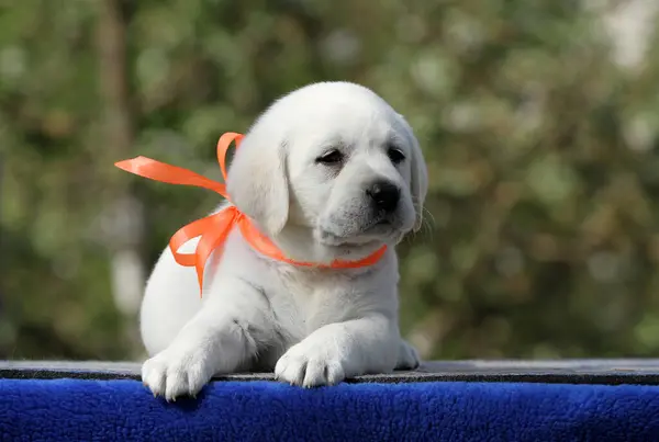 Cachorro Labrador Amarillo Sobre Retrato Fondo Azul —  Fotos de Stock