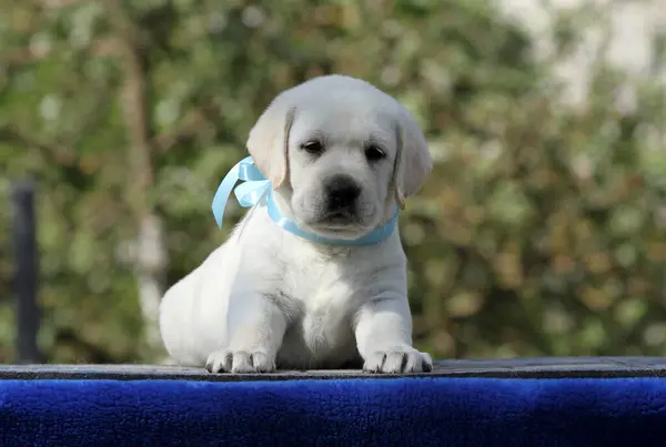 Filhote Cachorro Labrador Amarelo Retrato Fundo Azul — Fotografia de Stock