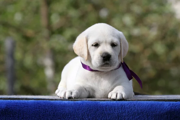 Bel Cucciolo Labrador Giallo Sul Ritratto Sfondo Blu — Foto Stock