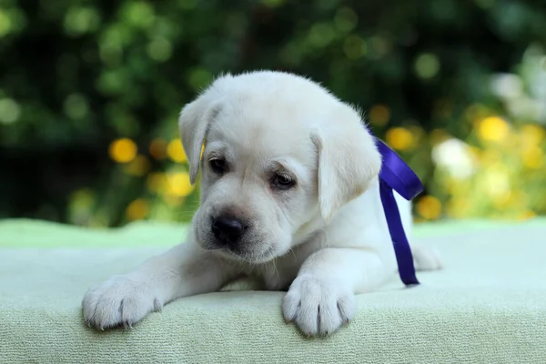 Doce Agradável Amarelo Labrador Filhote Verde Fundo Retrato — Fotografia de Stock