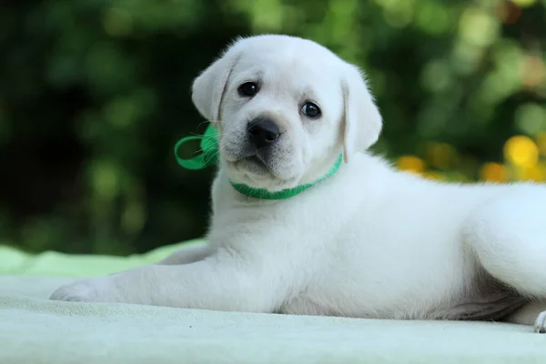 Encantador Dulce Bonito Perrito Labrador Amarillo Retrato Fondo Verde —  Fotos de Stock
