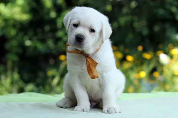 Joli Chiot Labrador Jaune Sucré Sur Fond Vert Portrait — Photo