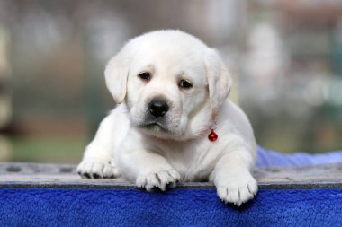 Mavi arkaplan portresindeki sarı labrador köpek yavrusu.