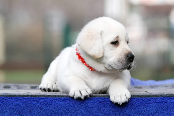 Cachorro Labrador Amarillo Sobre Retrato Fondo Azul —  Fotos de Stock