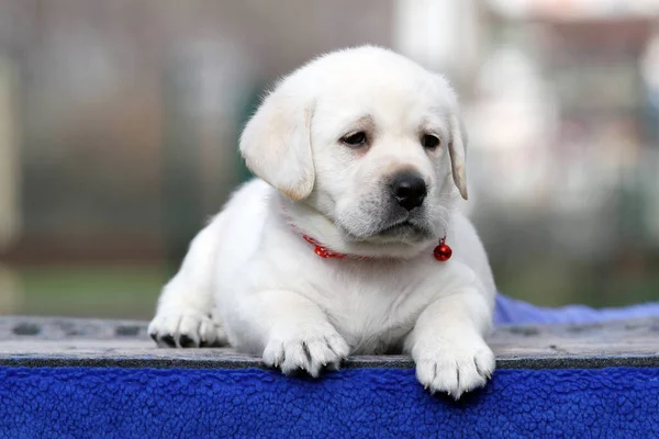 Cachorro Labrador Amarillo Sobre Retrato Fondo Azul — Foto de Stock