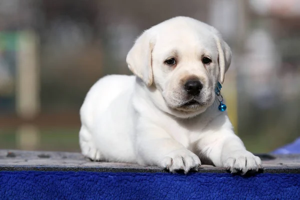 Doce Agradável Amarelo Labrador Filhote Cachorro Fundo Azul Retrato — Fotografia de Stock