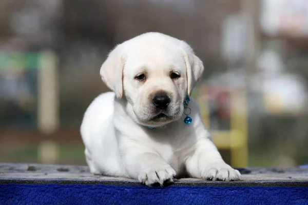 Doce Filhote Cachorro Labrador Amarelo Agradável Retrato Fundo Azul — Fotografia de Stock