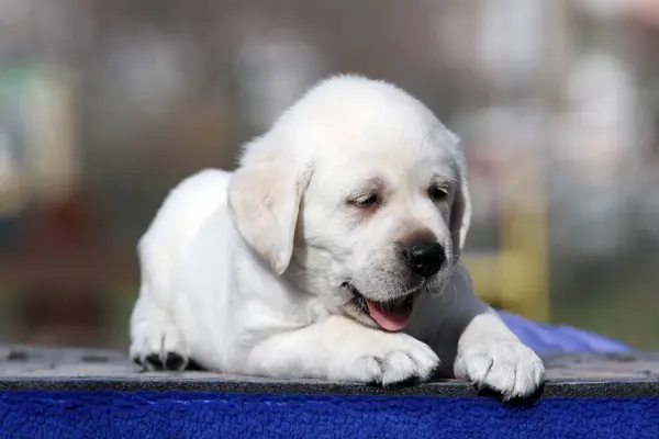 Sweet Nice Yellow Labrador Puppy Blue Background Portrait — Stock Photo, Image