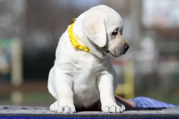 Der Süße Gelbe Labrador Welpe Auf Dem Blauen Hintergrund — Stockfoto