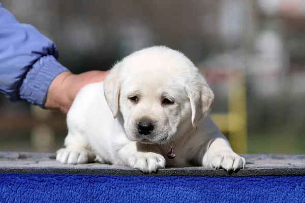 Mavi Arka Plan Portresi Üzerinde Sevimli Güzel Sarı Labrador Köpek — Stok fotoğraf