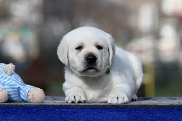甘いいい黄色のラブラドール子犬の青い背景の肖像画 — ストック写真