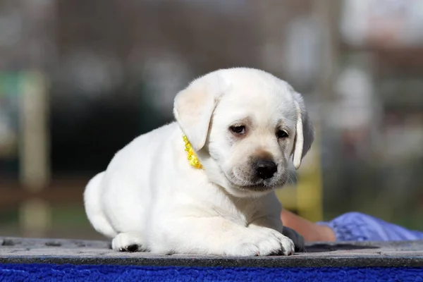蓝色背景画像上的可爱可爱的黄色拉布拉多小狗 — 图库照片