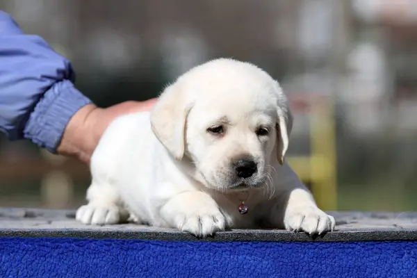 Mavi Arka Planda Sarı Bir Labrador Köpeği — Stok fotoğraf