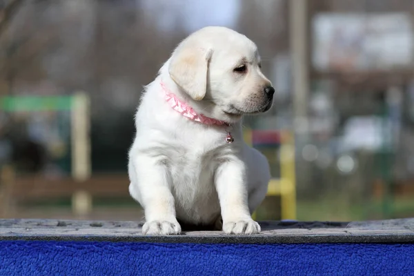Cachorro Labrador Amarillo Sobre Retrato Fondo Azul —  Fotos de Stock