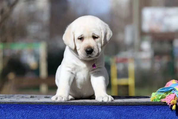 Nice Yellow Labrador Puppy Blue Background Portrait — Stock Photo, Image