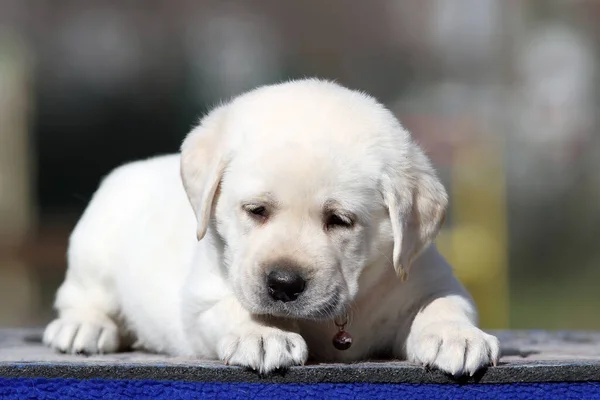 Cachorro Labrador Amarillo Sobre Retrato Fondo Azul —  Fotos de Stock