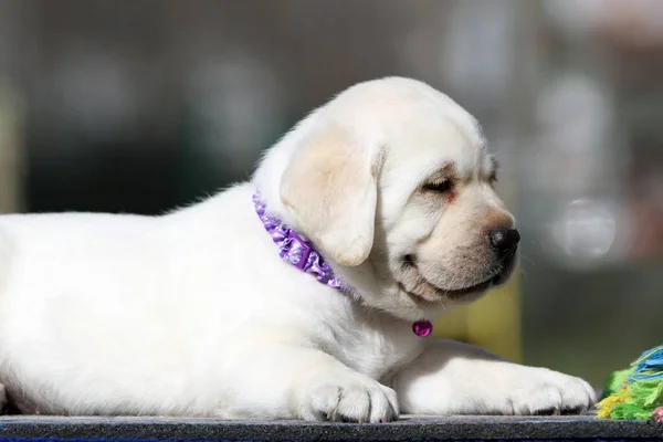 Een Mooie Gele Labrador Puppy Het Blauwe Achtergrond Portret — Stockfoto